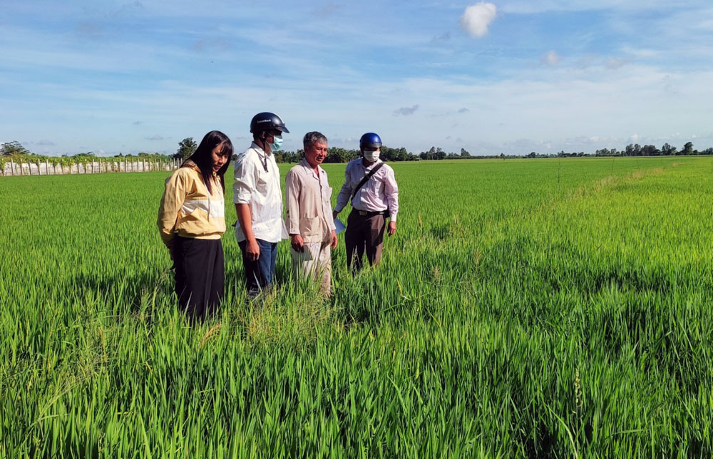 Tổng hợp 92 hình về mô hình trồng tiêu sinh học  NEC